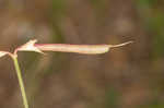 Bird's-foot trefoil